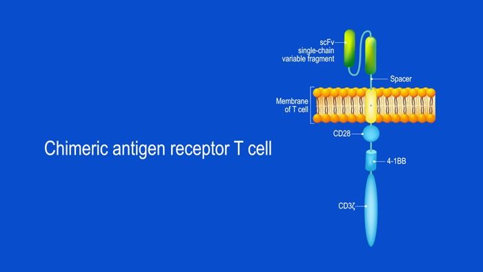 What Are Chimeric Antigen Receptor (CAR) T-cells and What is Their Potential Target Site in Multiple Myeloma?